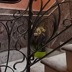 Hotel Hotel Romano